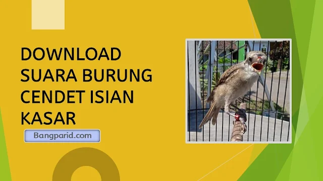 DOWNLOAD SUARA BURUNG CENDET ISIAN KASAR