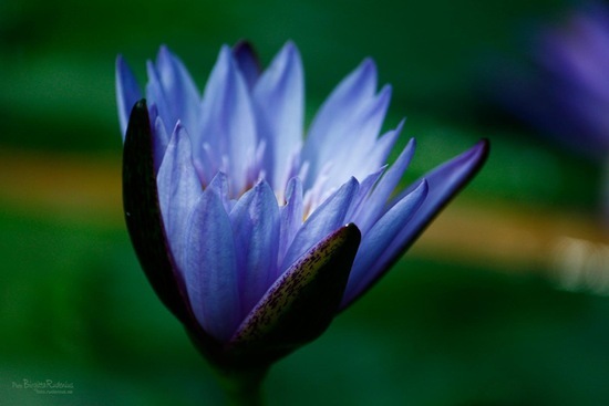 macro_20110914_lily