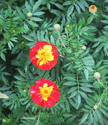 Tagetes patula, French marigold