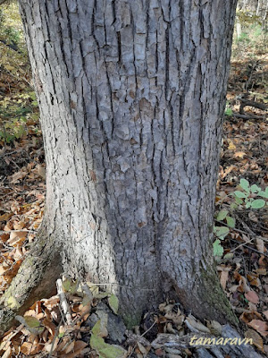 Липа амурская (Tilia amurensis)