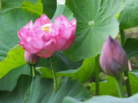 花弁を開かない特徴がある請所の本紅。