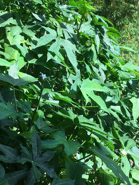 Chaya Spinach Tree leaves for cooking