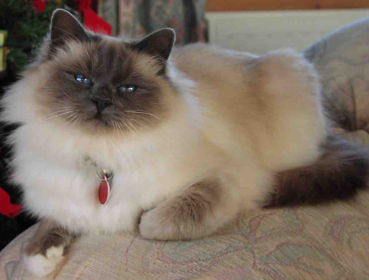 Amazing Dogs Breeds  Birman  Cat 