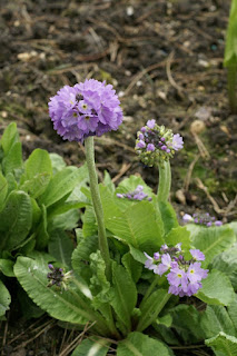 Primevère denticulée - Primula denticulata 