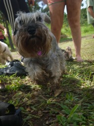 Pets Adventure 10 (172)