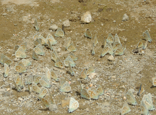 un bebedero de Polyommatus coridon