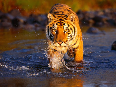 Tiger Hd Wallpapers