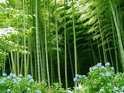 Bamboo Forest Wallpaper