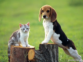 Beagle Dog Pictures and Wallpapers