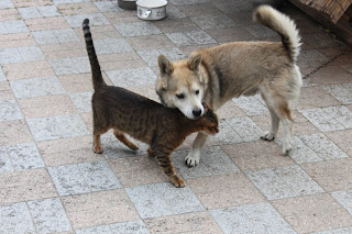 仲良しの犬と猫