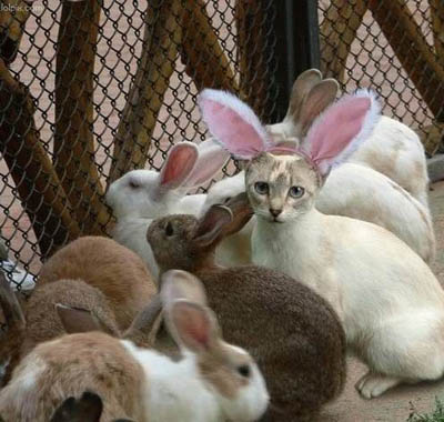 cute happy easter bunnies. happy easter bunny funny