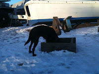 Buddy, scoffing our chips