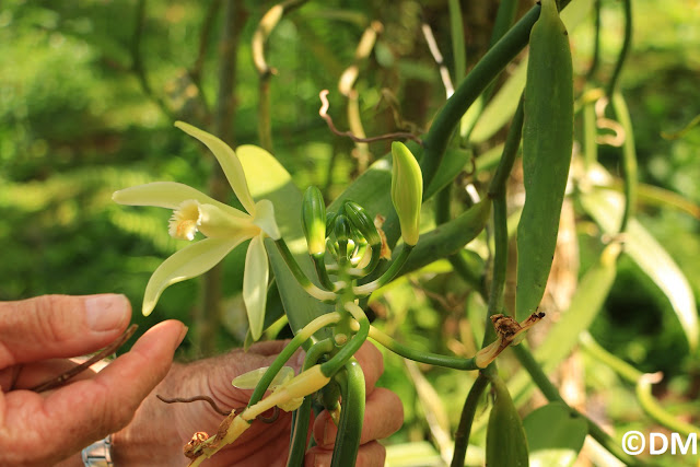 Photo de fleur de vanille à Taha'a polynésie française