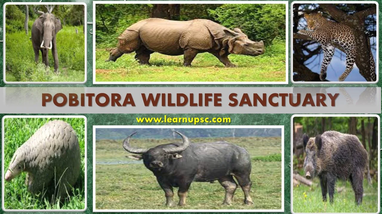 Pobitora Wildlife Sanctuary