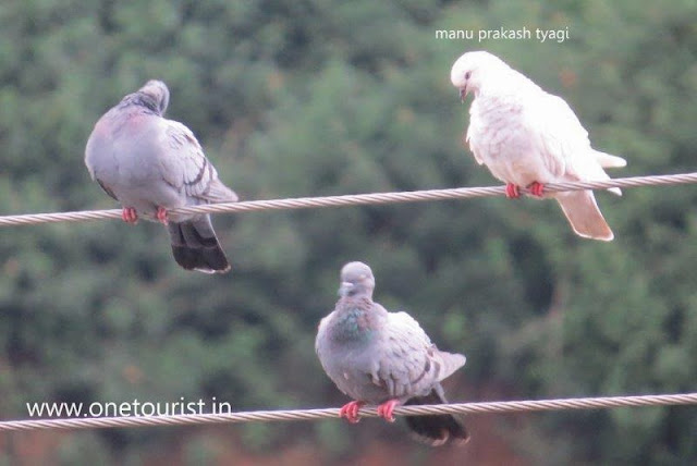 Birds  watching in himachal 