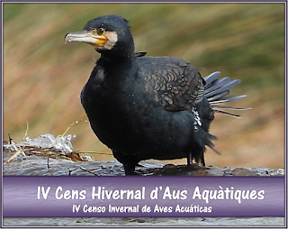 https://biodiversitatdelmarquesat.blogspot.com/2021/01/iv-cens-hivernal-daus-aquatiques-al.html