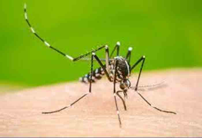 Man who undergoing treatment for dengue died in Malappuram, Malappuram, News, Death, Dengue Fever,  Hospital, Treatment, Patient, Medical College, Kerala