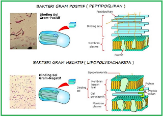 bakteri gram positif dan gram negatif