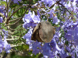 Jacaranda mimosifolia - Jacaranda à feuilles de mimosa - Flamboyant bleu