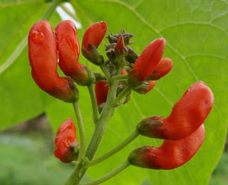 Runner bean flowers