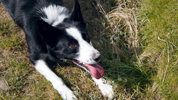 border collie