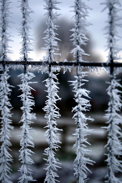 frost, fence