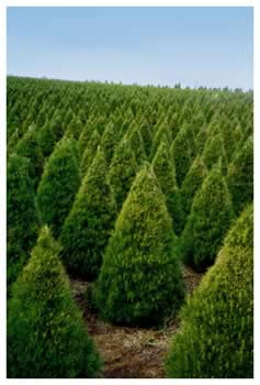 real christmas trees