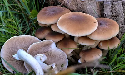 Agrocybe Aegerita