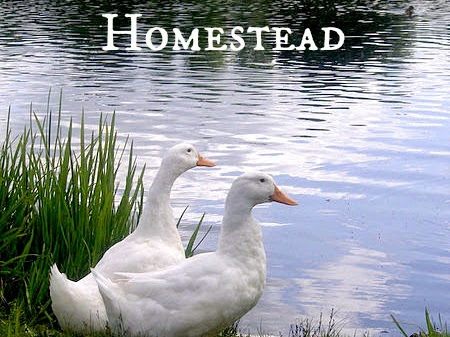 The Pros and Cons of Ducks on the Homestead