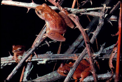 rana primavera Pseudacris crucifer