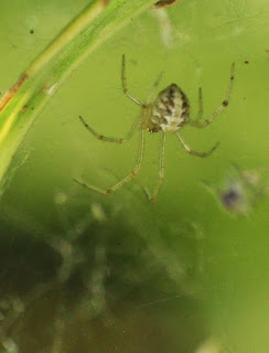 #30DaysWild spider (common candy stripe?)