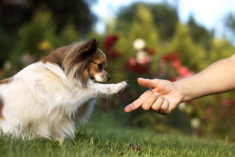 Cute Papillon Dog