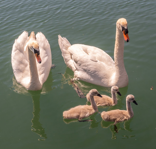 Photo of swans with their cygnets in Maryport Marina