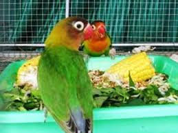 Pakan Lovebird Dewasa