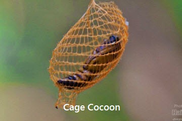 urodidae-cocoon