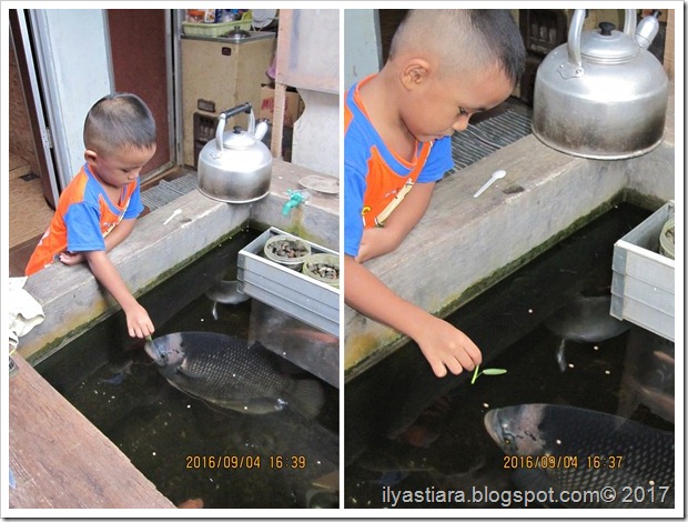 Karena punya kolam kecil didekat dapur, akhirnya jadi suka membeli dan memelihara ikan ya, terutama ikan-ikan hias kecil seperti ikan guppy atau cupang. Beberapa waktu lalu akhirnya mencoba untuk memelihara anakan gurame. Dari beberapa ekor, akhirnya cuma tersisa satu saja yang terus tumbuh besar.