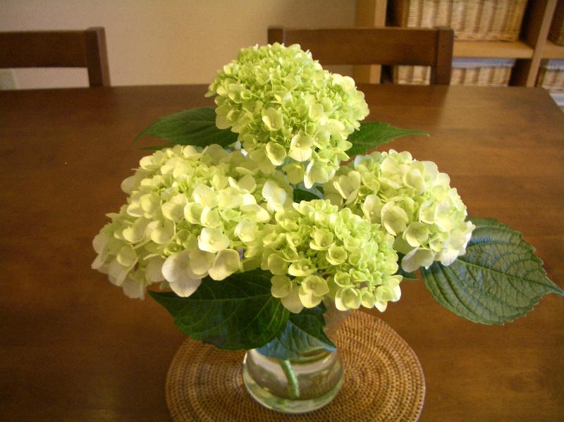 育てて切花を楽しむ バラと紫陽花