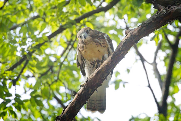 Tompkins Square Red-Tailed Hawk Fledgling