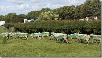 sheeps