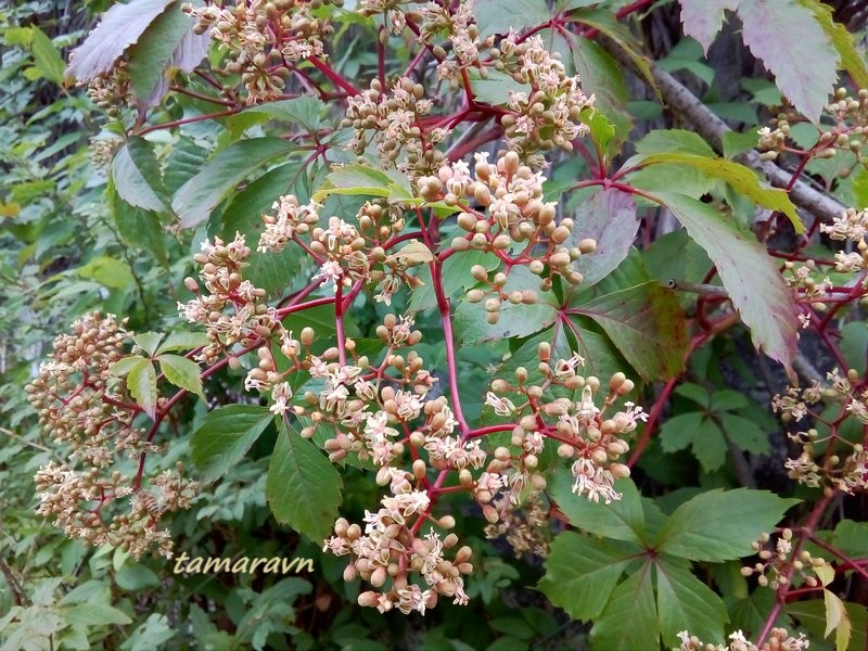 Девичий виноград пятилисточковый (Parthenocissus quinquefolia)