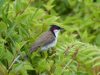 Bulbul orphée - Condé - Merle Maurice - Pycnonotus jocosus 