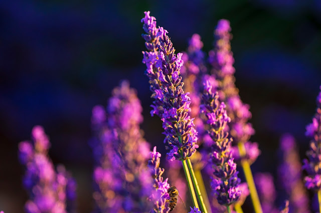 Valensole-Campi di lavanda al tramonto