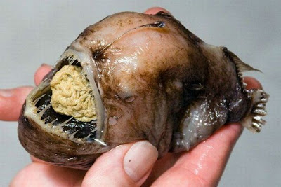 The Ugliest and Scariest Fish Seen On www.coolpicturegallery.us
