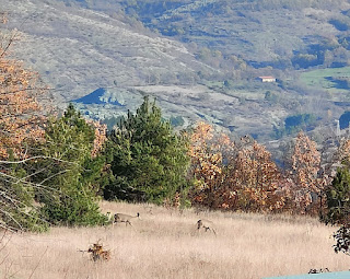 Two deer in the back field