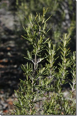Rosmarinus officinalis 2
