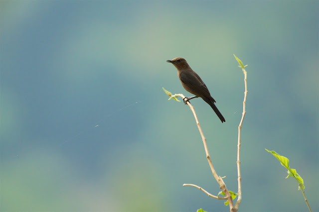 Brown Rock Chat or Indian chat (शमा) - Oenanthe fusca