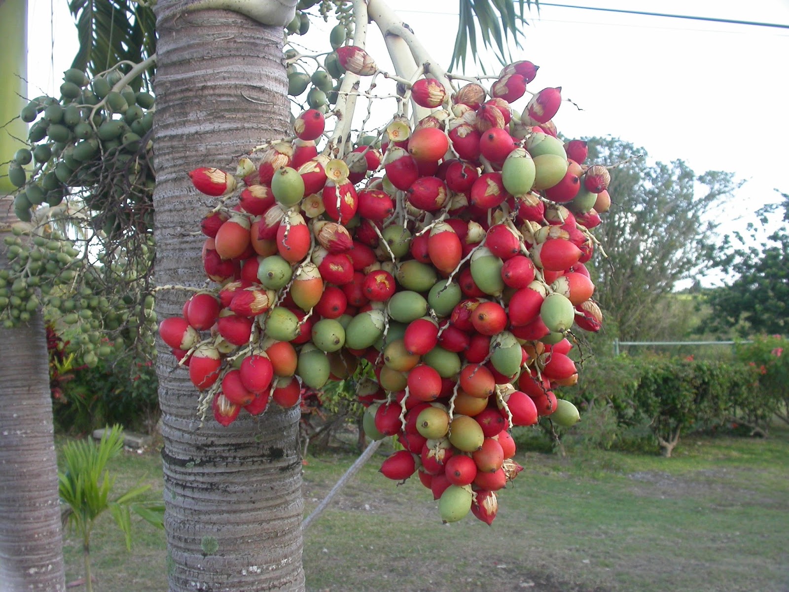 Barbados Flora Fauna Red  Berry Palm 