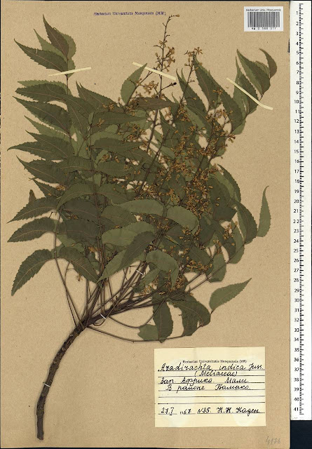 Азадирахта индийская / Ним (Azadirachta indica)