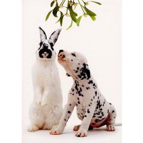 bunny rabbit and dalmation dog kissing under mistletoe 