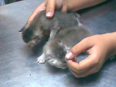 DUNIA KUCING-KUCING KAMI